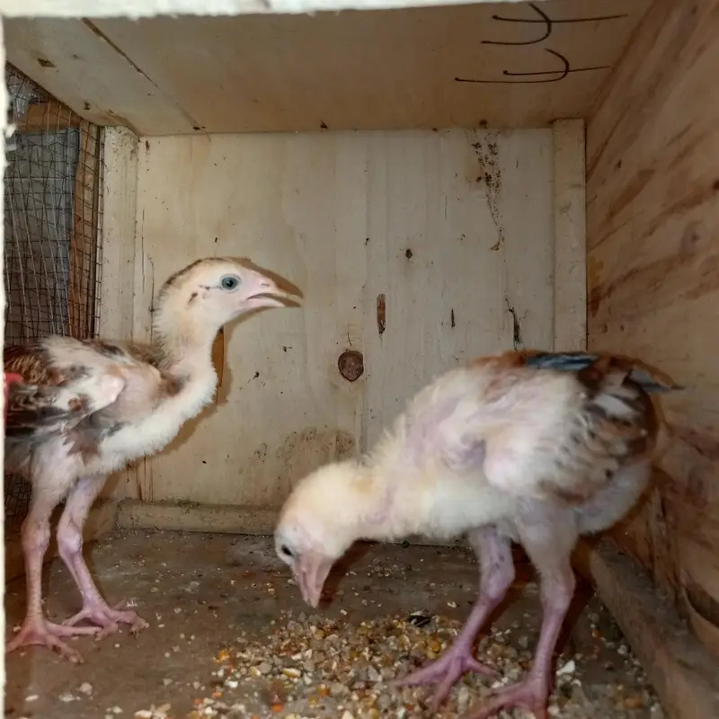aseel chick for sale or exchange — photo 3
