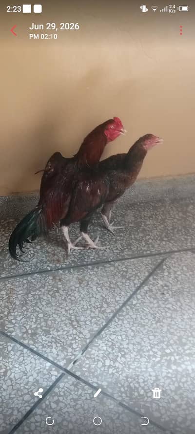 lakha murga and Heera chicks  . . aseel murgi