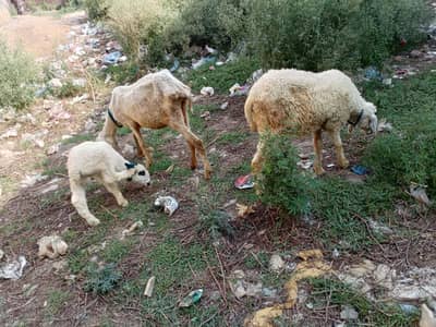 2sheeps with one male baby