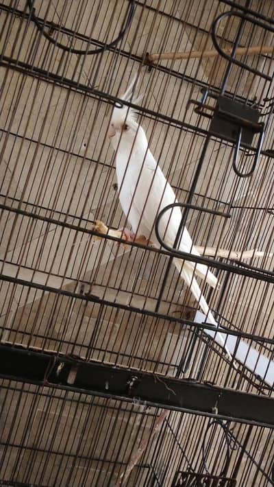 Cockatiel Albino Red Eye