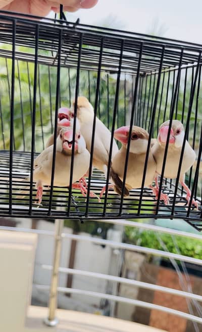 Pineapple conure  Yellow n blue lacewing chick for sale