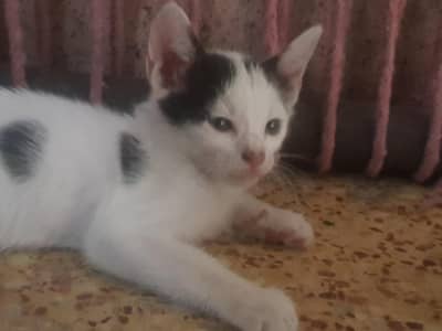 Kittens