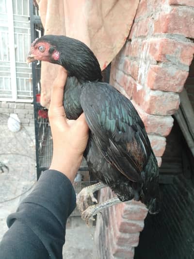 aseel murgi mianwali pure