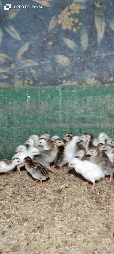 chakor chicks gennifer available hai