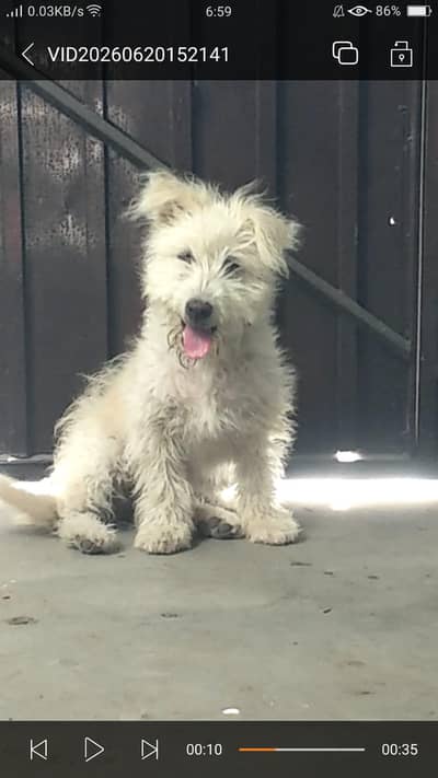 cute white fluffy puppy for sale, healthy & playful