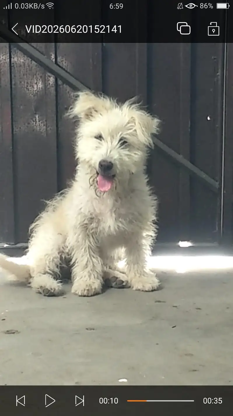 cute white fluffy puppy for sale, healthy & playful