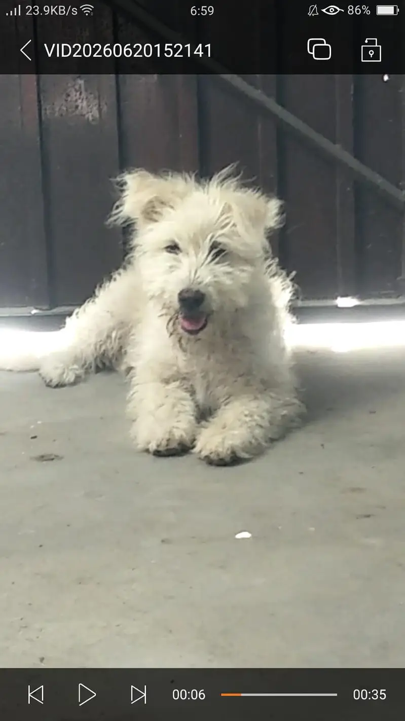 cute white fluffy puppy for sale, healthy & playful — photo 2