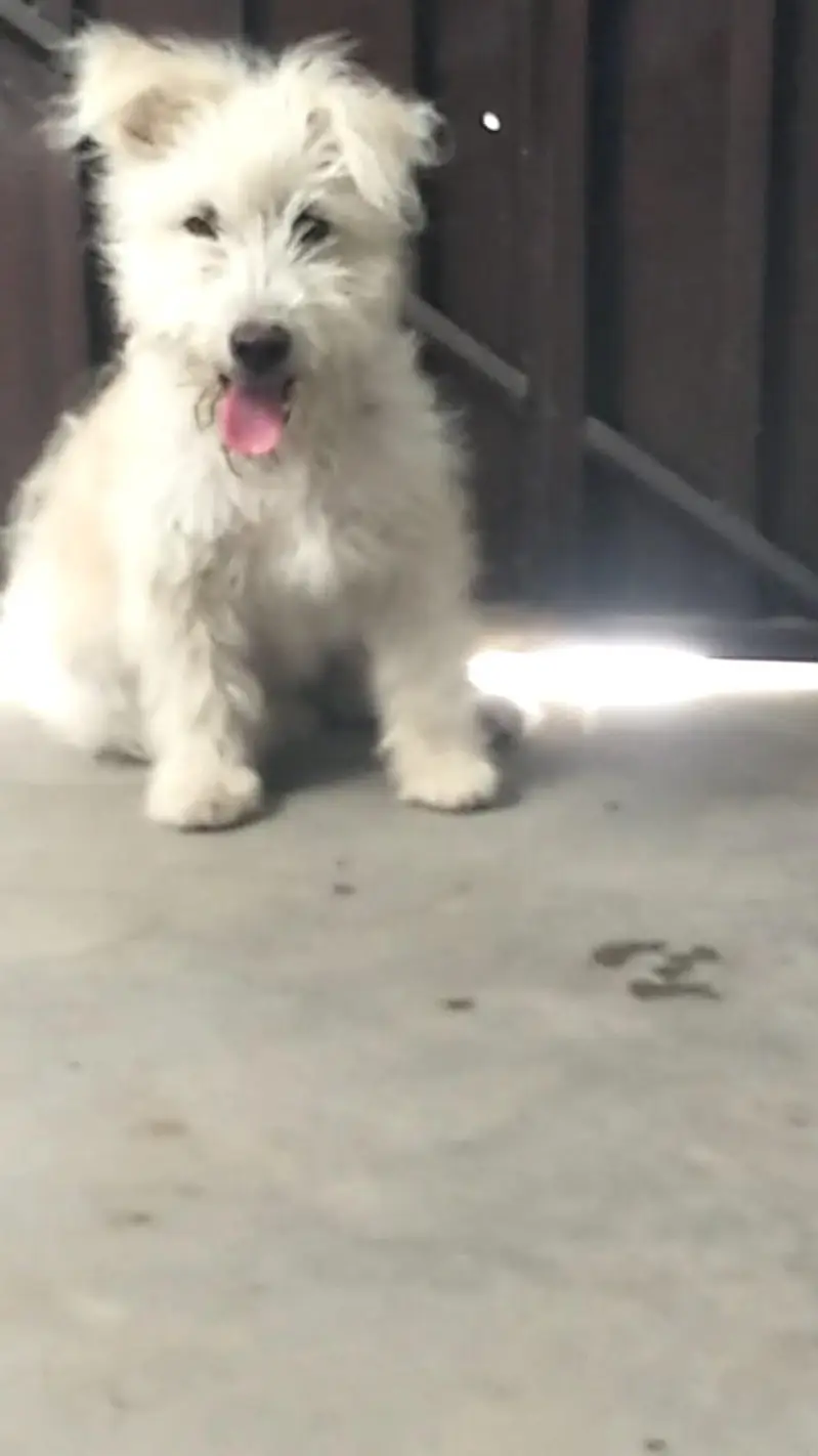cute white fluffy puppy for sale, healthy & playful — photo 3