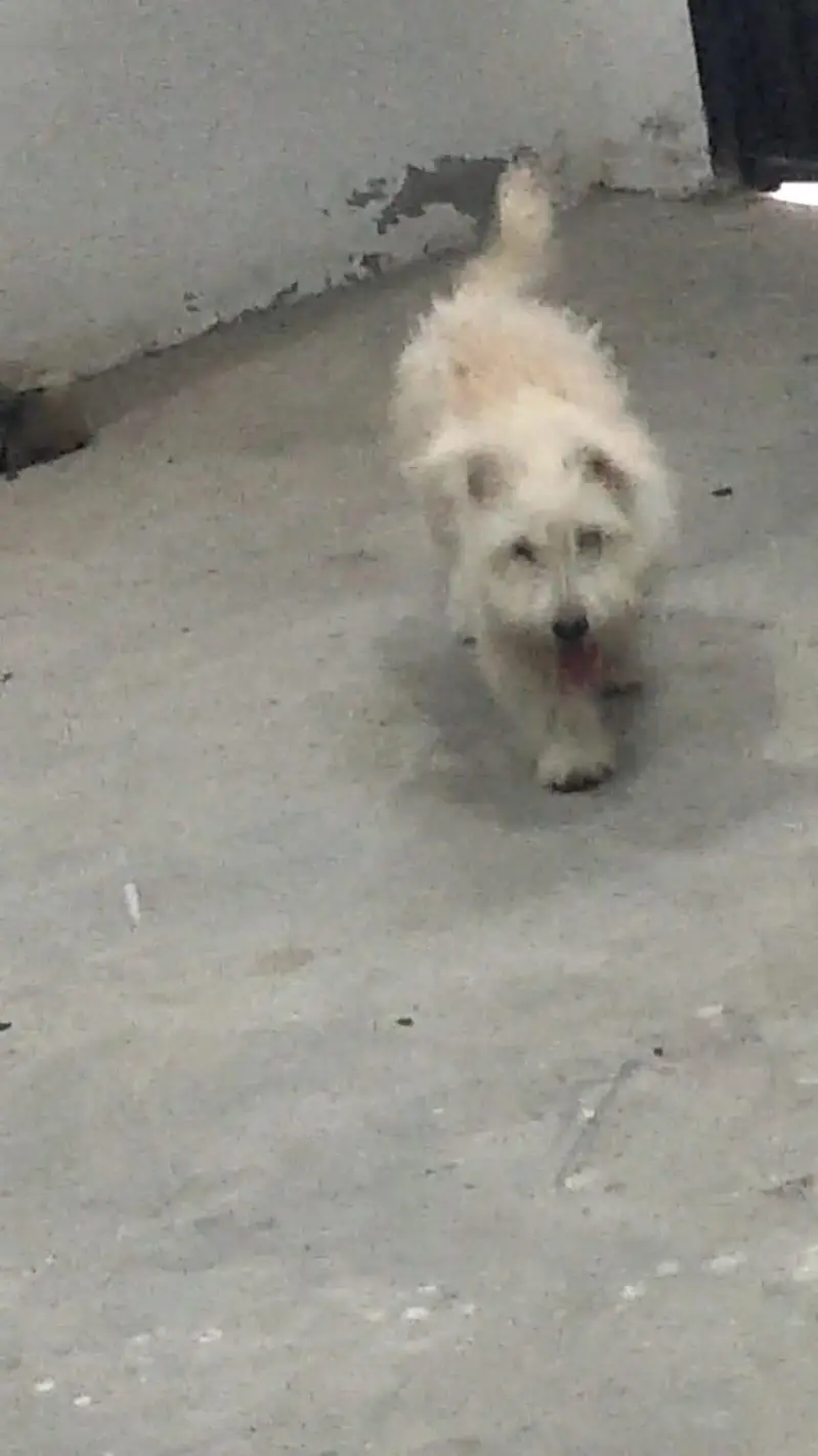 cute white fluffy puppy for sale, healthy & playful — photo 4