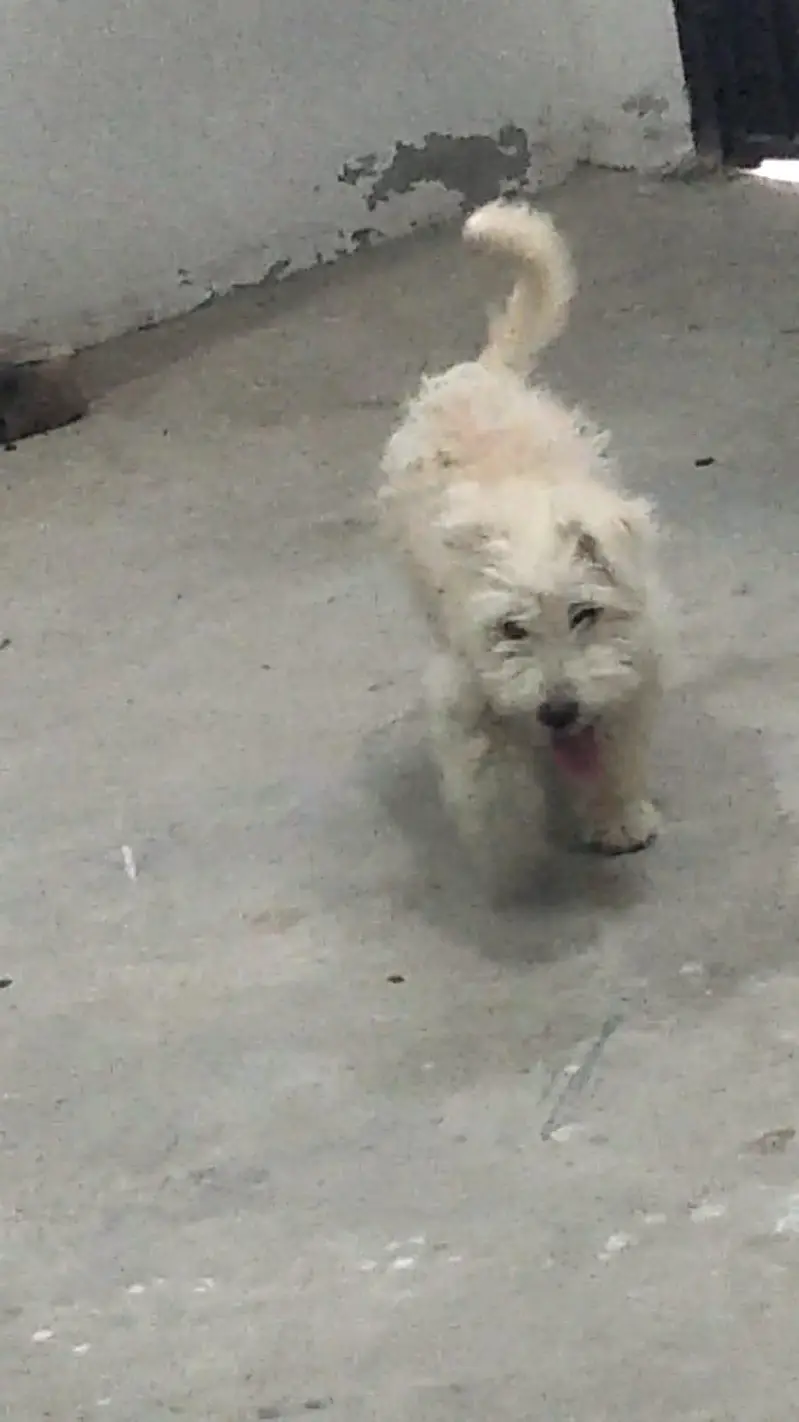 cute white fluffy puppy for sale, healthy & playful — photo 5