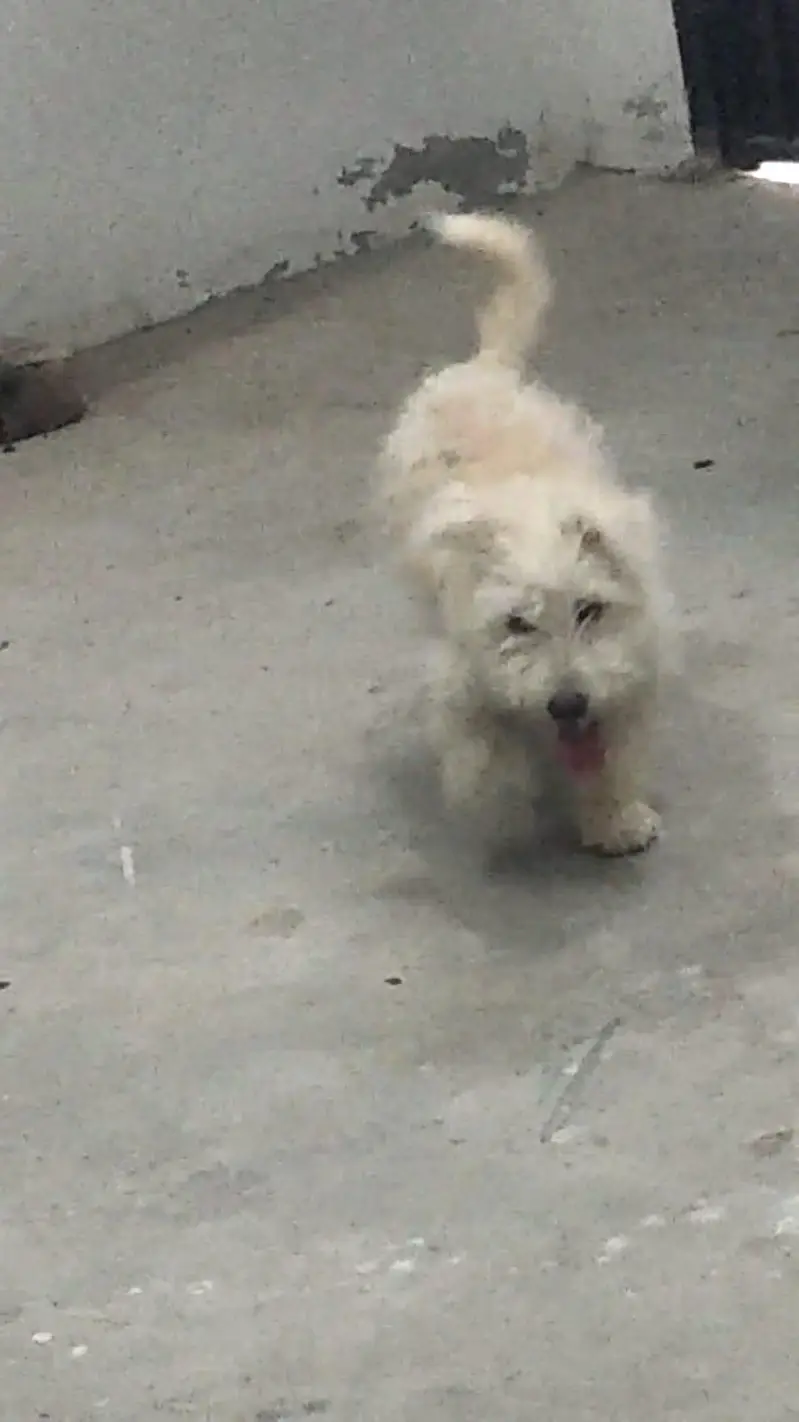 cute white fluffy puppy for sale, healthy & playful — photo 6