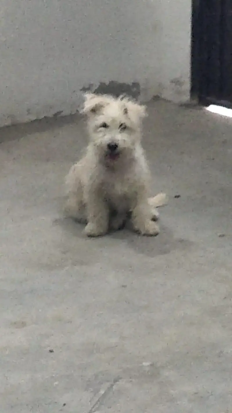 cute white fluffy puppy for sale, healthy & playful — photo 7