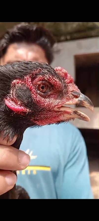 Top Quality breeder Thai Hen available.