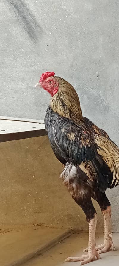 aseel mianwali for sale