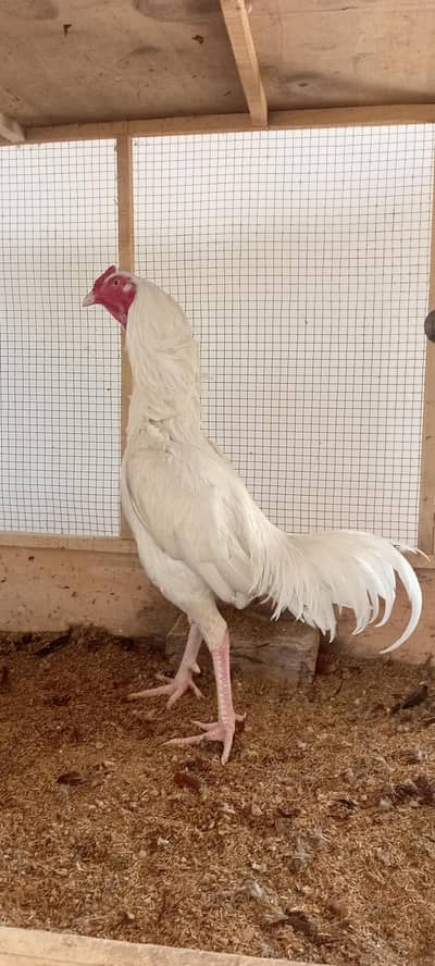 Aseel Breeder Pair Available
