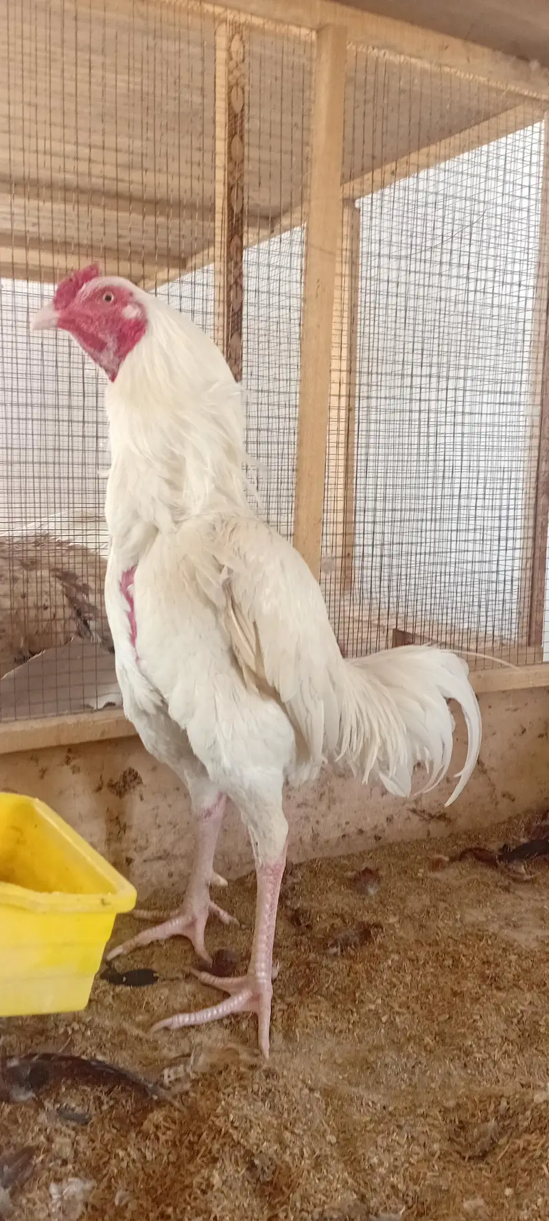 Aseel Breeder Pair Available — photo 2