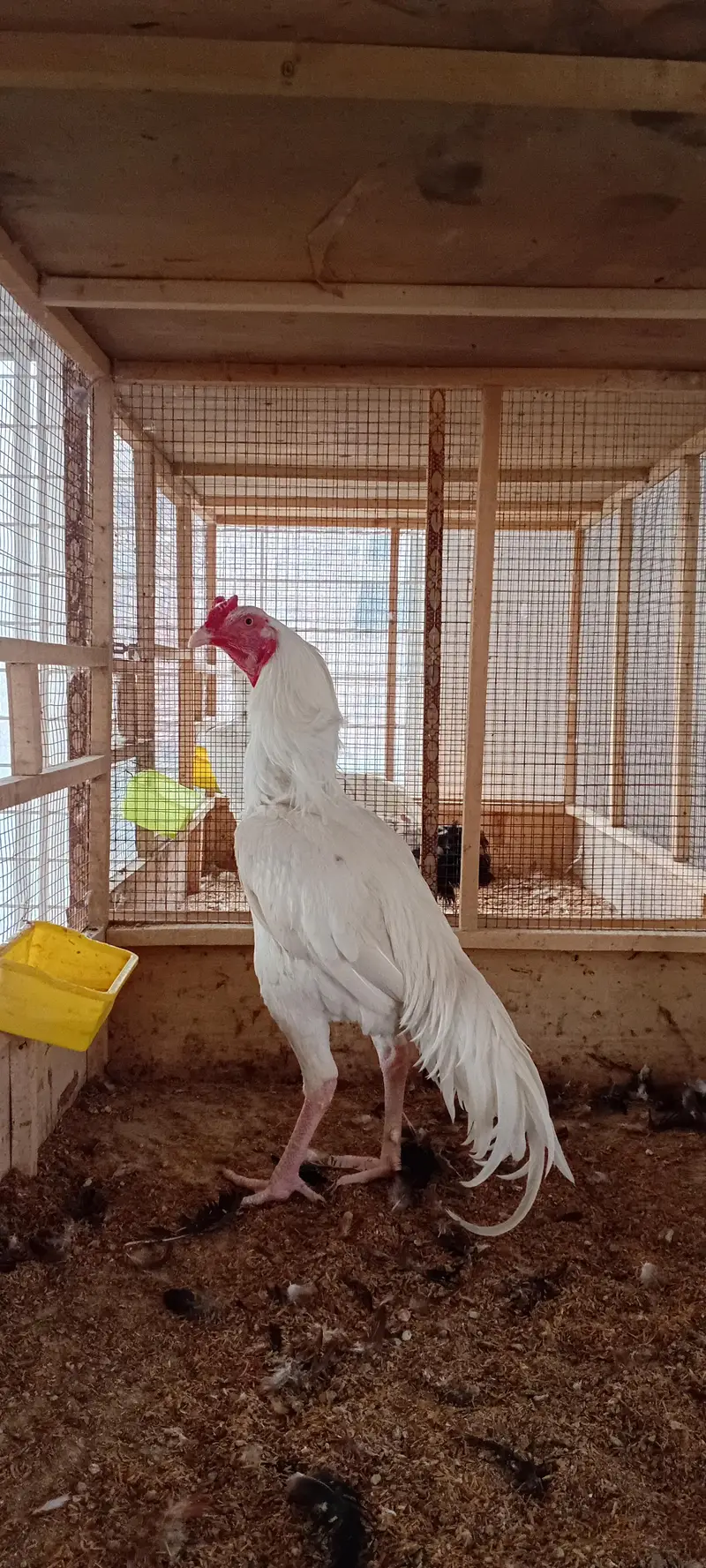 Aseel Breeder Pair Available — photo 3