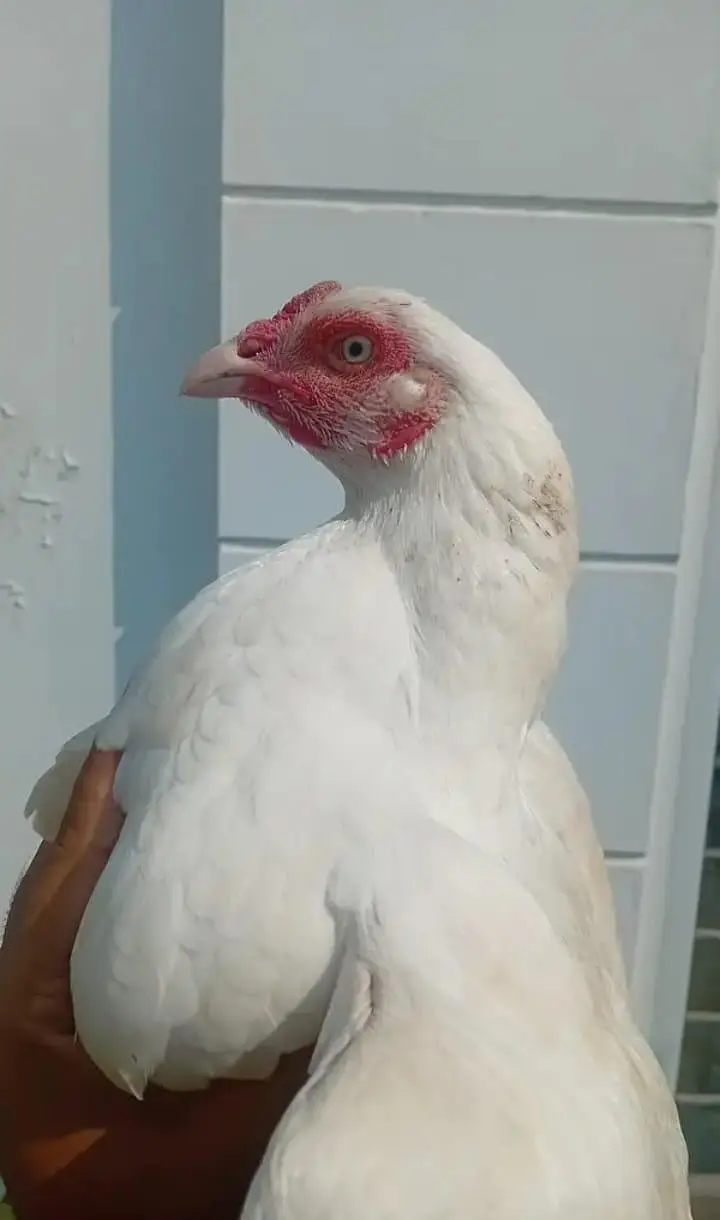 Aseel Breeder Pair Available — photo 4
