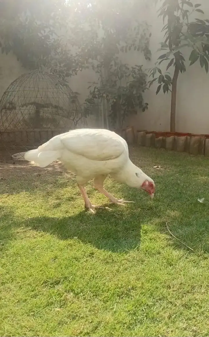 Aseel Breeder Pair Available — photo 5
