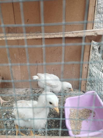 Black Silkie, Heera Aseel Wyndot Co Shamo chicks