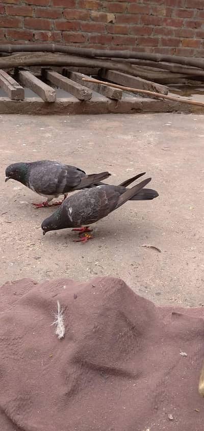 Kabotar