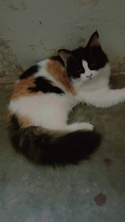 Persian cats available