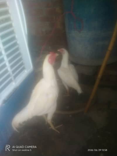 pure heera Aseel fresh eggs