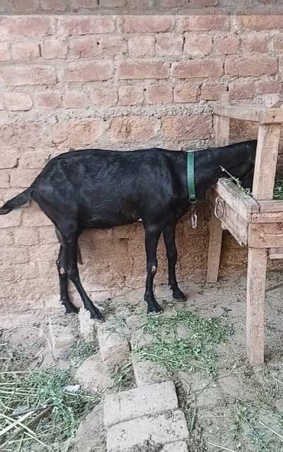 Bakri For Sale 2 Dant. . .