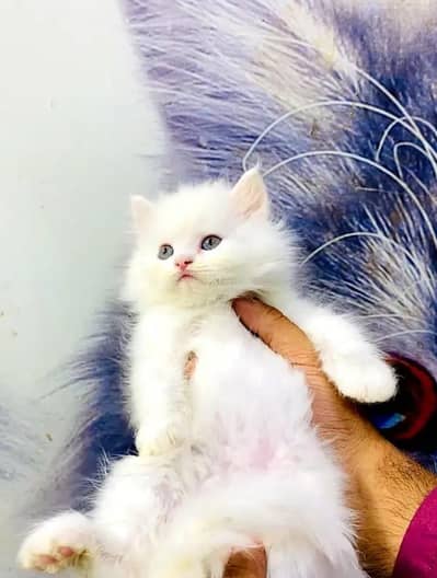 (Persian female kitten) (for sale all) (Pakistan delivery available)