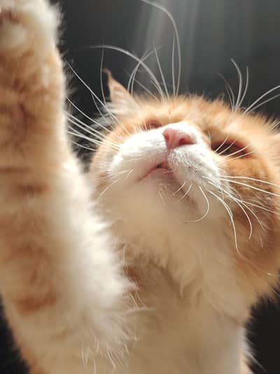 Cat for sell