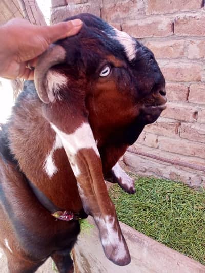 bakra baridar
