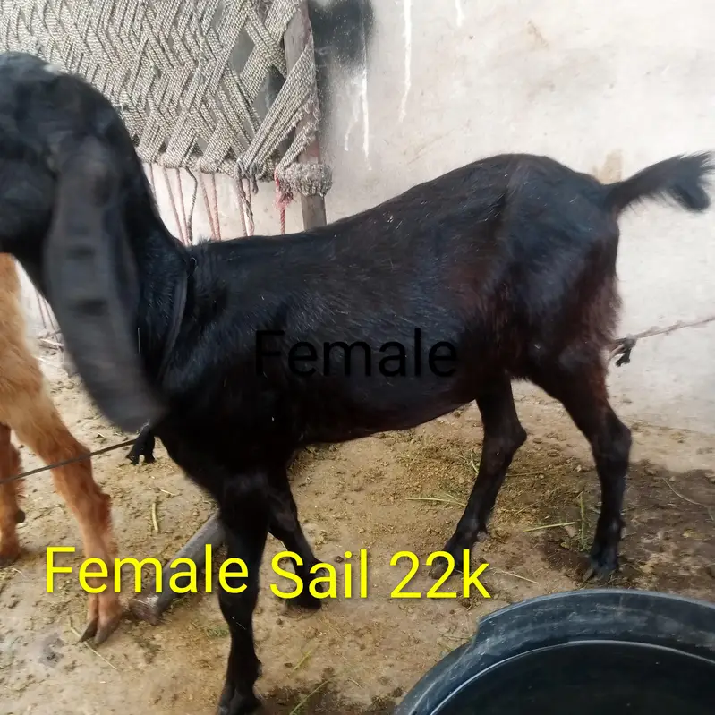 Nagara Bakra for sale — photo 10
