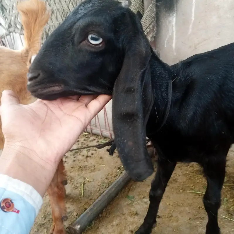 Nagara Bakra for sale — photo 11