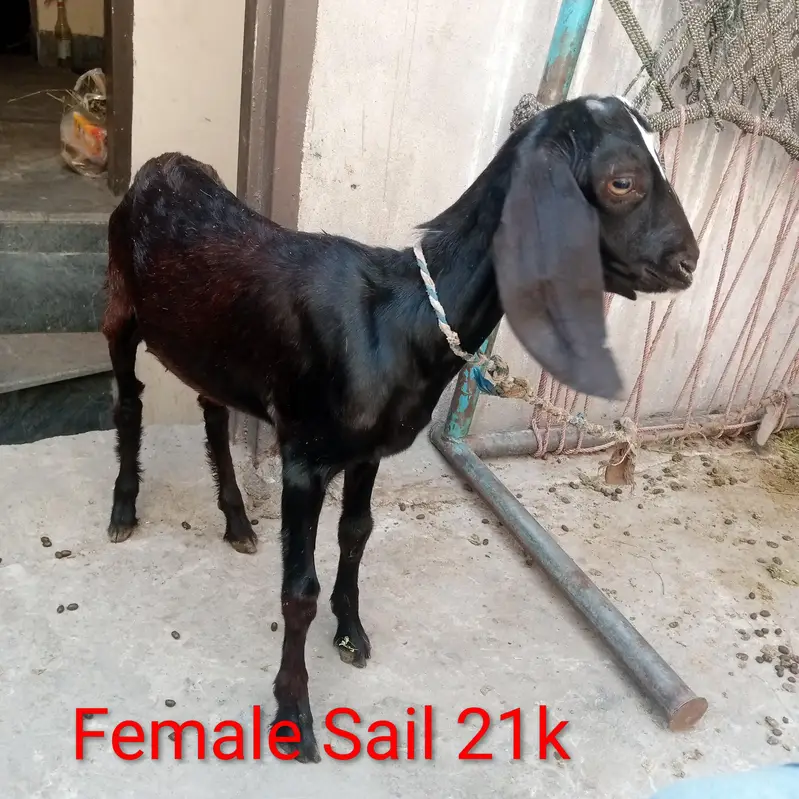 Nagara Bakra for sale — photo 12