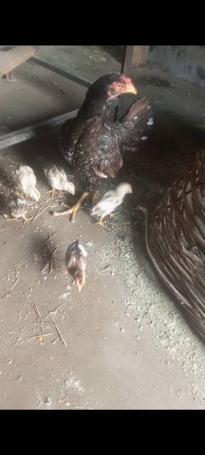 one female and 6 checks 2 not sale 03159048589