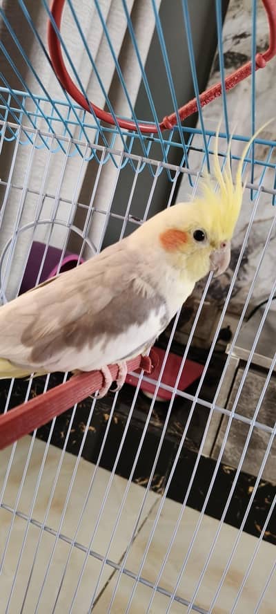 Beautiful Hand tamed cocktail parrot  with cage