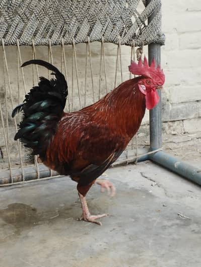 Pure Desi Chicken Breeding Pair - 100% Organic, Healthy