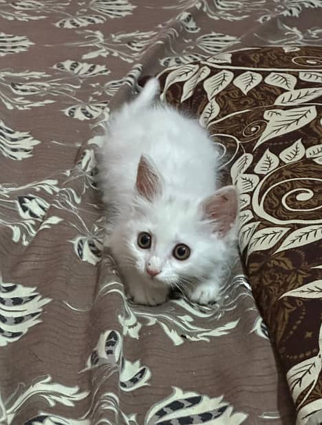 persian Cat 0