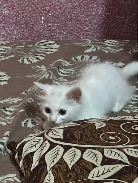 persian Cat 1