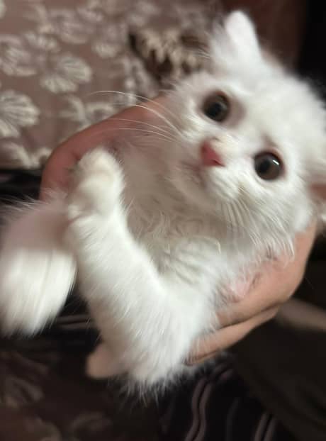 persian Cat 2
