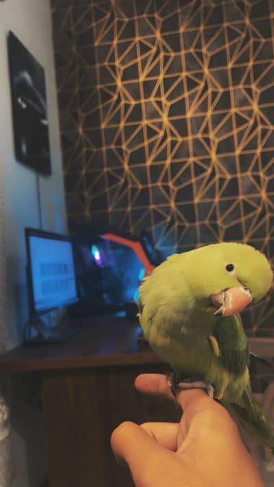 Hand tame talking ringneck