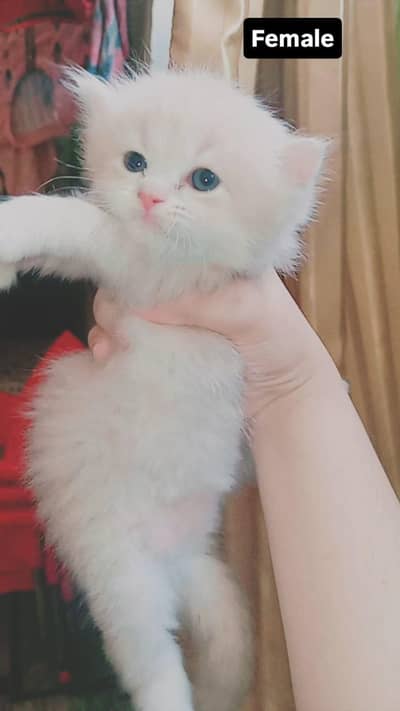 Pure home persian kittens for sale