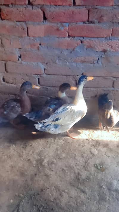 Desi Ducks