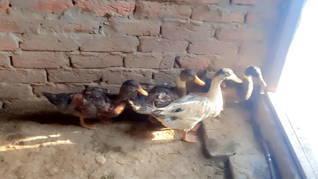 Desi Ducks — photo 2