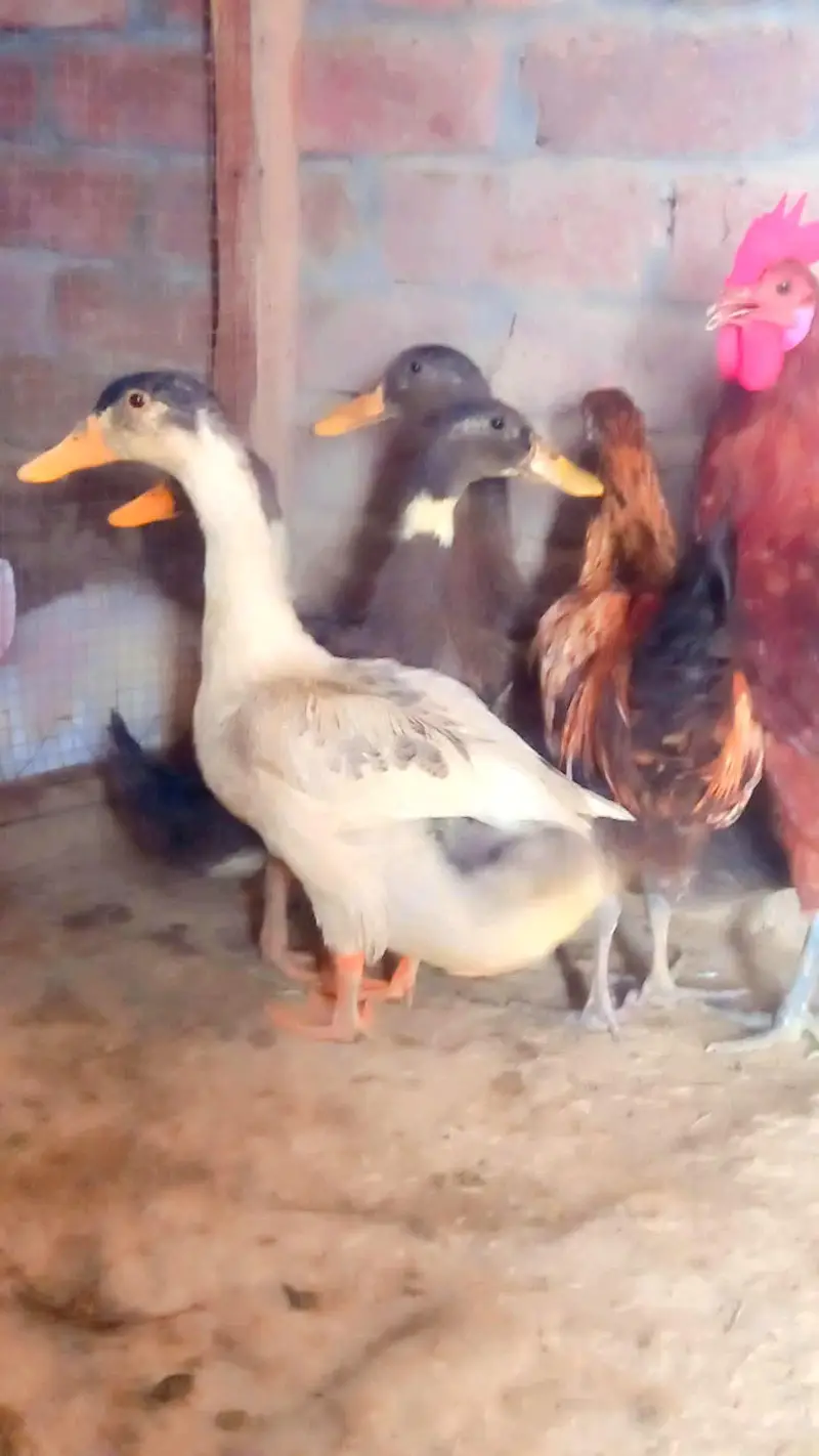 Desi Ducks — photo 3