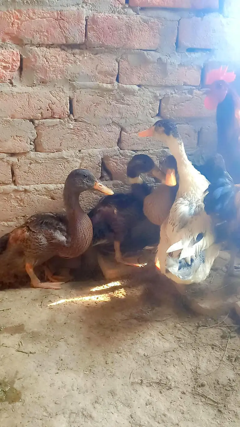 Desi Ducks — photo 4