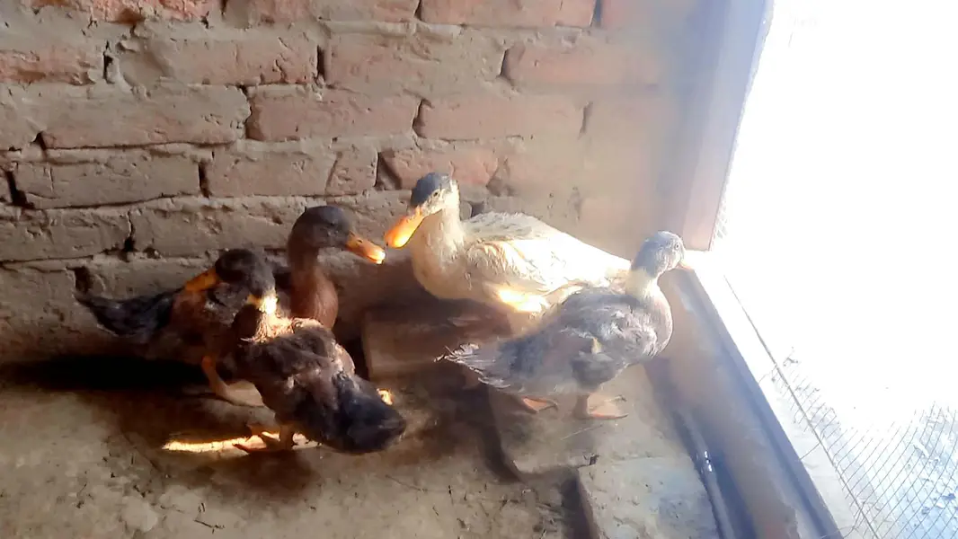 Desi Ducks — photo 5