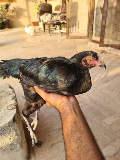 Aseel Female
