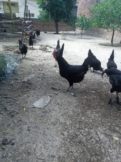 Australorp hens 03209745706