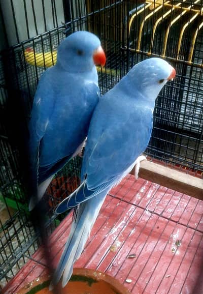 violet CT pair